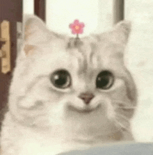 Gato Fofinho Sorrindo GIF