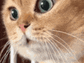 Sosso Cat GIF - Sosso Cat GIFs