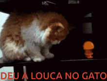 a picture of a cat with the words deu a louca no gato on the bottom