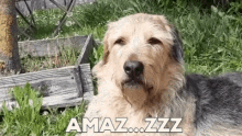 Funny Animals Dog GIF - Funny Animals Dog Bored GIFs