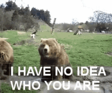 No I Have No Idea Who You Are GIF - No I Have No Idea Who You Are Bear Waving GIFs