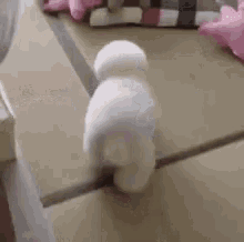 Happyfeet White GIF - Happyfeet White Puppy GIFs