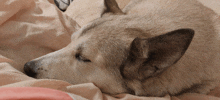 a husky dog is sleeping on a bed with its eyes closed