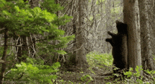 Bear Forest GIF