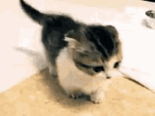 Joongcat Sad Cat GIF - Joongcat Sad Cat GIFs