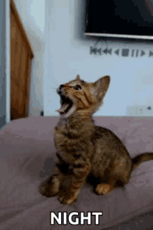 Kitten Cat GIF - Kitten Cat Yawn GIFs