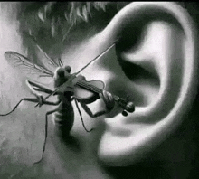 a black and white drawing of a fly playing a violin in an ear .