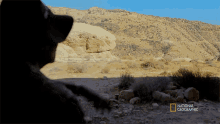 Look At This National Geographic GIF - Look At This National Geographic Lost Cities With Albert Lin GIFs