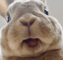 Pog Rabbit Pog GIF - Pog Rabbit Pog Rabbit GIFs