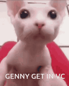 Genny Get GIF - Genny Get In GIFs