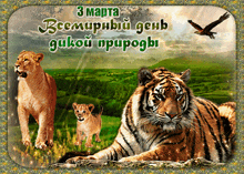 a picture of a tiger and a lion with the date 3 march