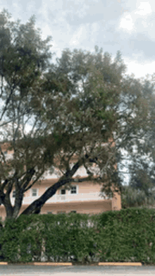 a large tree in front of a building with a hedge in front of it .