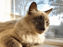 Smokey Tip Cat GIF - Smokey Tip Cat Kitty GIFs