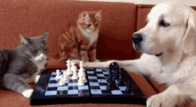 Cats Chess GIF
