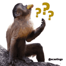 d%C3%BAvida macaco macaco prego bichos da caatinga caatinga