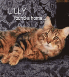 Cats Dogs GIF - Cats Dogs Home GIFs