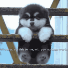 Dog You Will Pay For This GIF - Dog You Will Pay For This GIFs