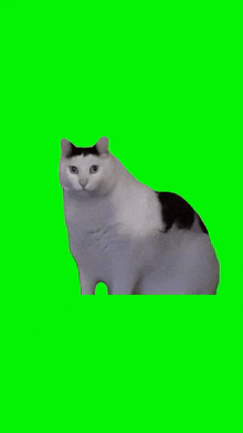 Cat Meme Huh Cat GIF