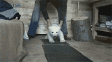 There Is A Polar Bear Quickly Ambling Towards Me Oh My Heart GIF - GIFs