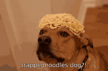 Trappednoodles Dog Noodles GIF - Trappednoodles Trapped Noodles GIFs