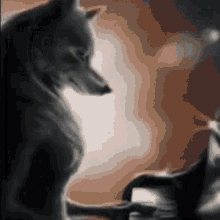 a dog and a cat are looking at each other in a blurry photo