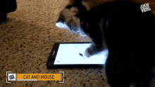 Cat And Mouse Scratching GIF - Cat And Mouse Scratching Chasing Mouse GIFs
