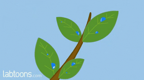 transpiration in plants animation