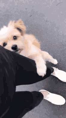 Abell46s Puppy GIF - Abell46s Puppy No Me Dejes GIFs