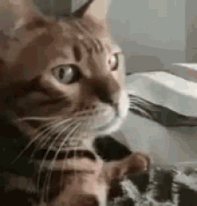 Cat Ignore GIF - Cat Ignore Im Busy GIFs