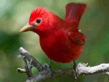 Birdy GIF - Birdy GIFs