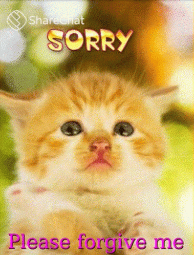 im sorry please forgive me cat