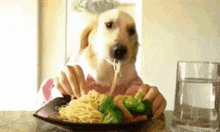 Dog Spaghetti GIF - Dog Spaghetti Pasta GIFs