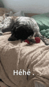 a black and white dog is laying on a bed next to a red toy and the word héhé is visible