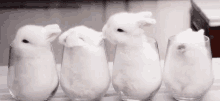 Animalitos GIF - Bunny Cute Animal Glass GIFs
