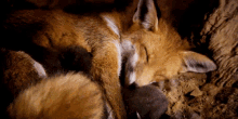 red fox cute sleepy naptime