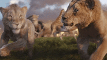 a lioness and two cubs are running in the grass