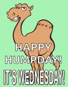 Wednesday Camel GIF - Wednesday Camel Hump Day GIFs