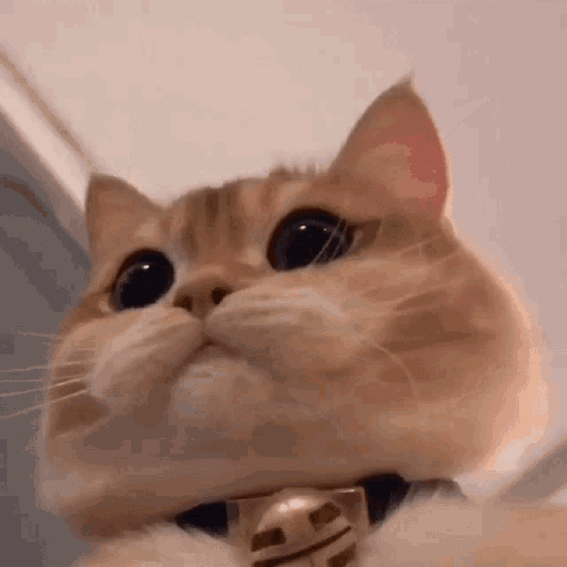 Cute Cat GIF - Cute Cat - Discover & Share GIFs