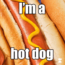Dog Hot Dog GIF - Dog Hot Dog Cute Dog GIFs