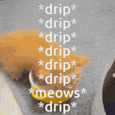 Cat Milk GIF - Cat Milk Drip GIFs