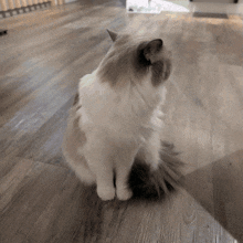 a fluffy cat is sitting on a wooden floor and looking up