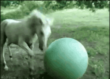 Horse Ball GIF - Horse Ball Play GIFs