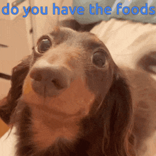 Dog Food GIF - Dog Food Please GIFs