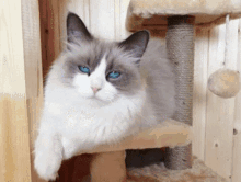 Siberian Cat Breeders Dmv Buy Kittens With Blue Eyes GIF
