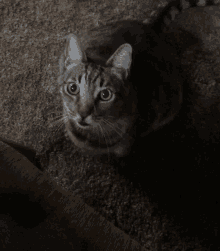 Monte Cat GIF - Monte Cat GIFs