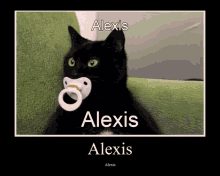 Alexis Binky Cat GIF - Alexis Binky Cat GIFs