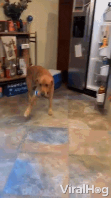 Smart Dog Dog GIF - Smart Dog Dog Pet GIFs