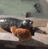 Slap Seal GIF - Slap Seal Cat GIFs