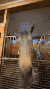 a close up of a horse 's head behind a fence