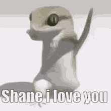 Shane I Love You Shane GIF - Shane I Love You Shane Lizard GIFs